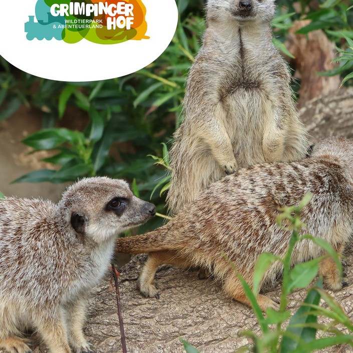 🎉 Neuer Look für ein neues Abenteuer! 🎉
Zur feierlichen Neueröffnung des @grimpingerhof.wildtierpark – hat die ITM...